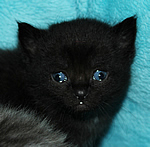katzenbaby