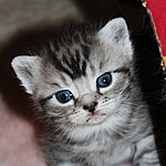 katzenbaby