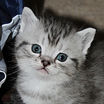 katzenbaby