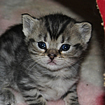 katzenbaby