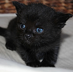 katzenbaby