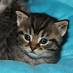 katzenbaby