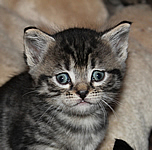 katzenbaby