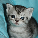 katzenbaby