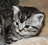 katzenbaby