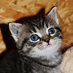 katznbaby