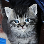 katzenbaby