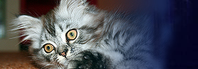 Header image